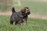 DOGUE DU TIBET 378